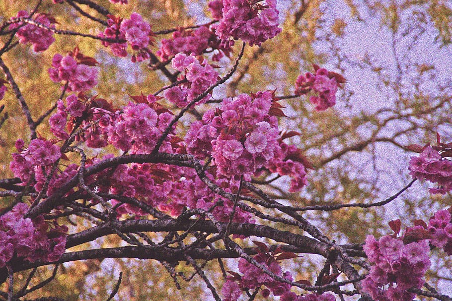 pink, flowers, trees, nature, park, pink color, plant, flowering plant HD wallpaper