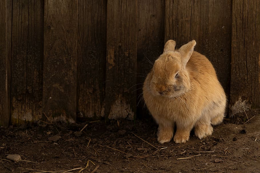 animal, hare, rabbit, easter, cute, animal world, mammal, ears HD wallpaper