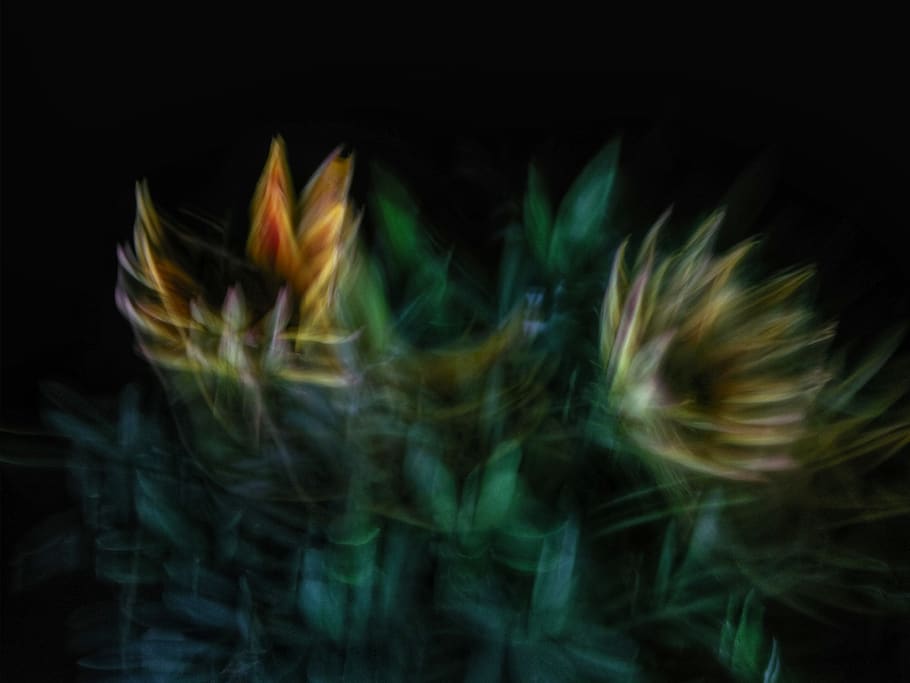 green leaf plant, motion, blurred motion, black background, no people HD wallpaper