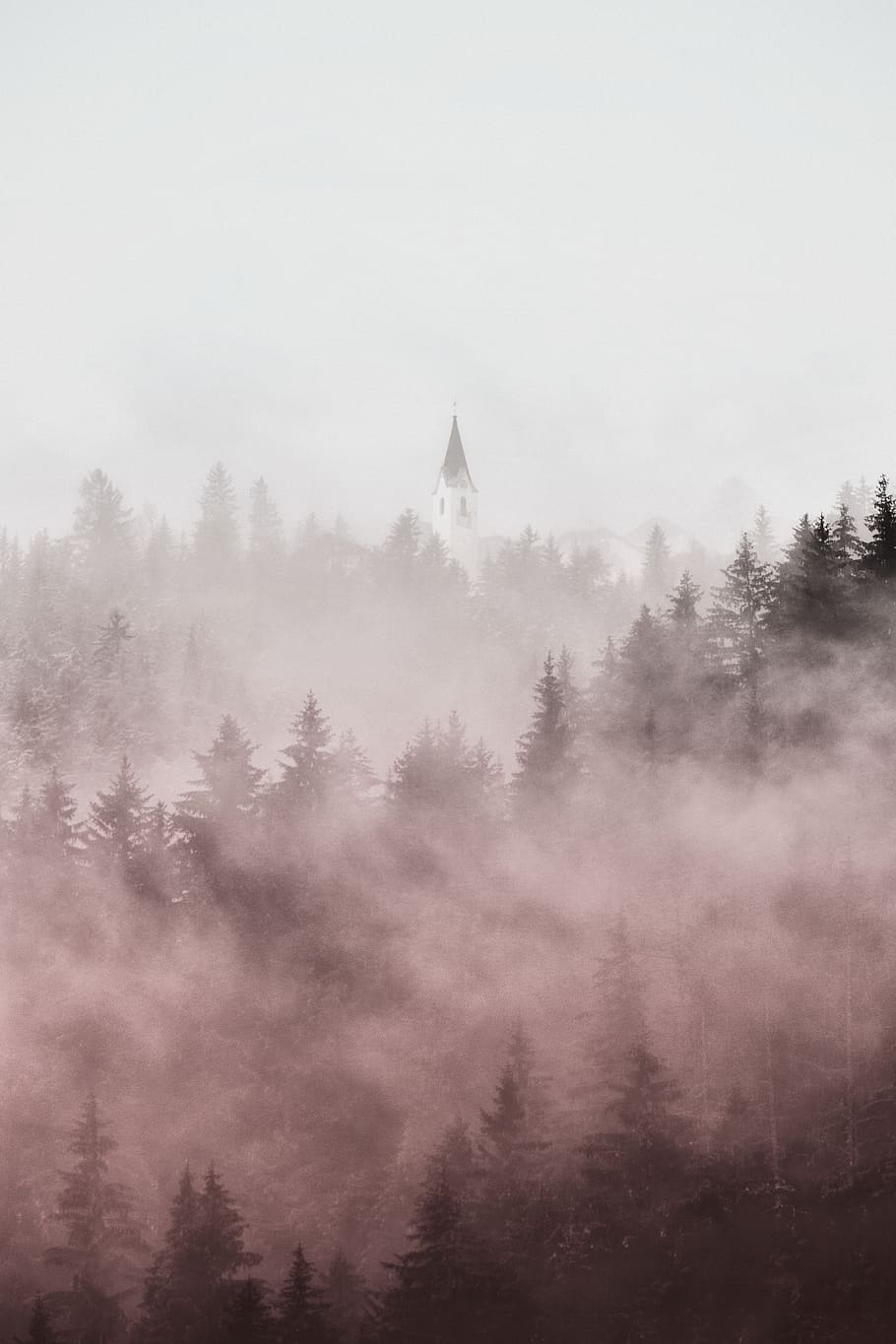 pine trees covered in fogs, plant, sky, no people, beauty in nature HD wallpaper