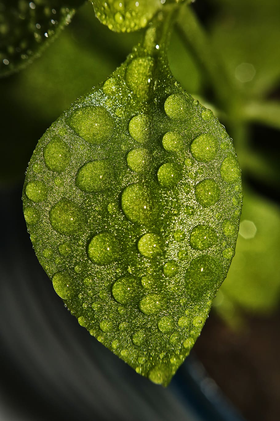 leaf, plant, droplet, pineapple, food, fruit, water, veins HD wallpaper