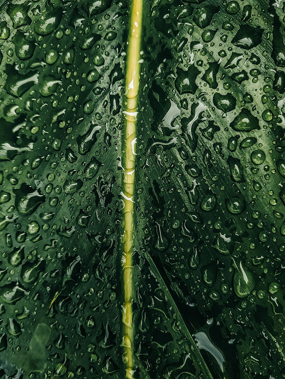 Wet Leaf, close-up, dew, drops of water, mobilechallenge, raindrops HD wallpaper