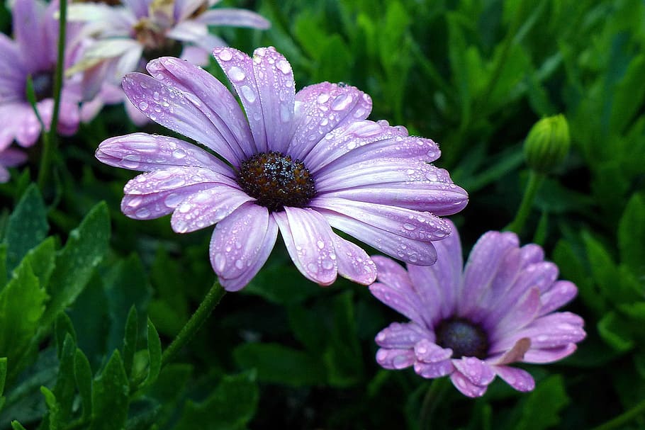 Purple African Daisies - an annual native to South Africa. Also called Blue-eyed Daisy, Cape Daisy, and Osteo.