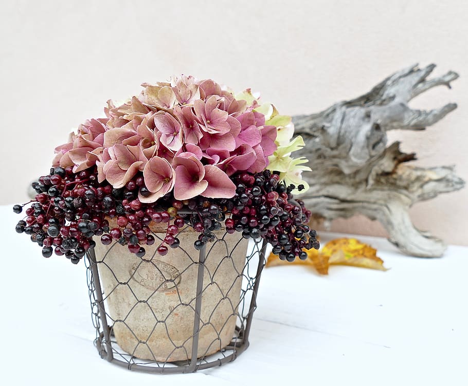 hydrangea, late summer, autumn, elderberries, deco, season HD wallpaper