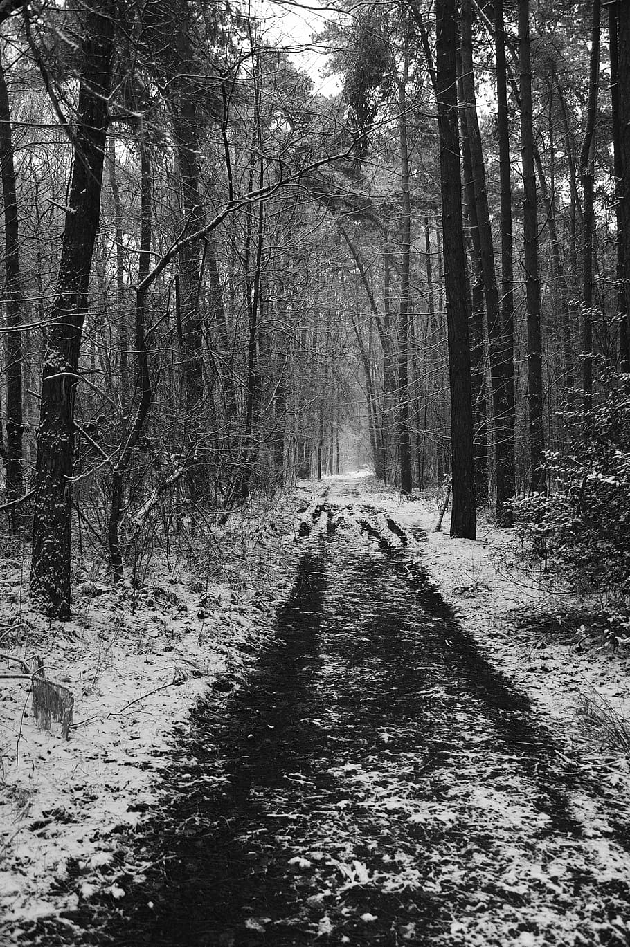 forest, tree, plant, land, tranquility, nature, the way forward HD wallpaper