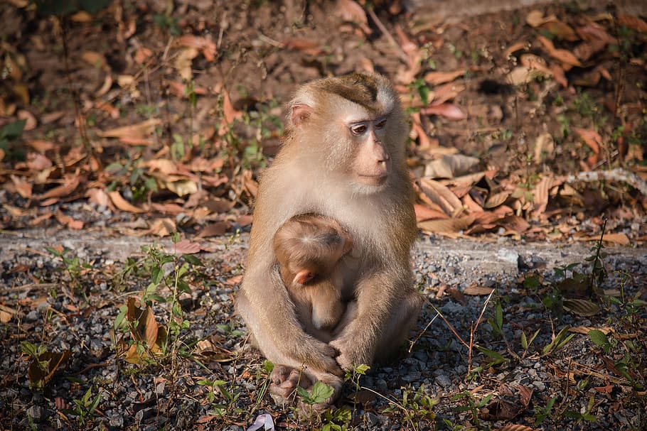 monkey, monkey forest, monkeys, nature, thailand, macaque, mammal HD wallpaper