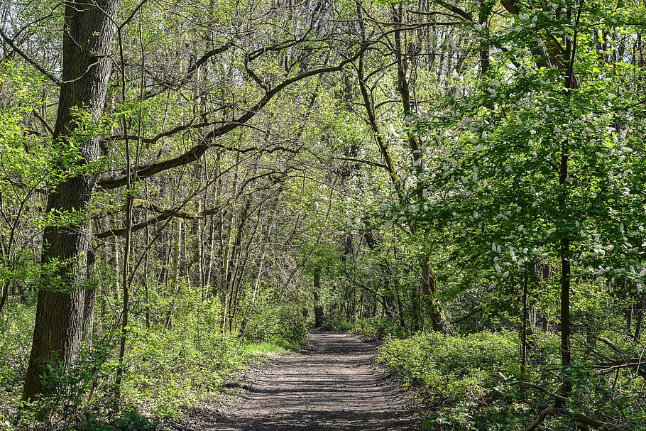forest path, green, spring, nature, away, fresh, avenue, tree HD wallpaper