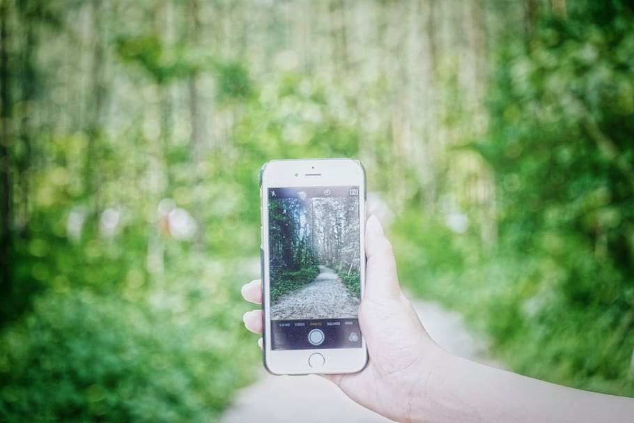 A person taking a picture of the woods., singapore, serangoon island, HD wallpaper