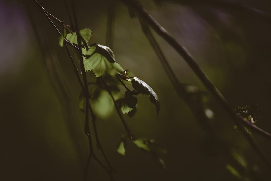 latvia, riga, nature, summer, leaves, forest, green, fresh HD wallpaper