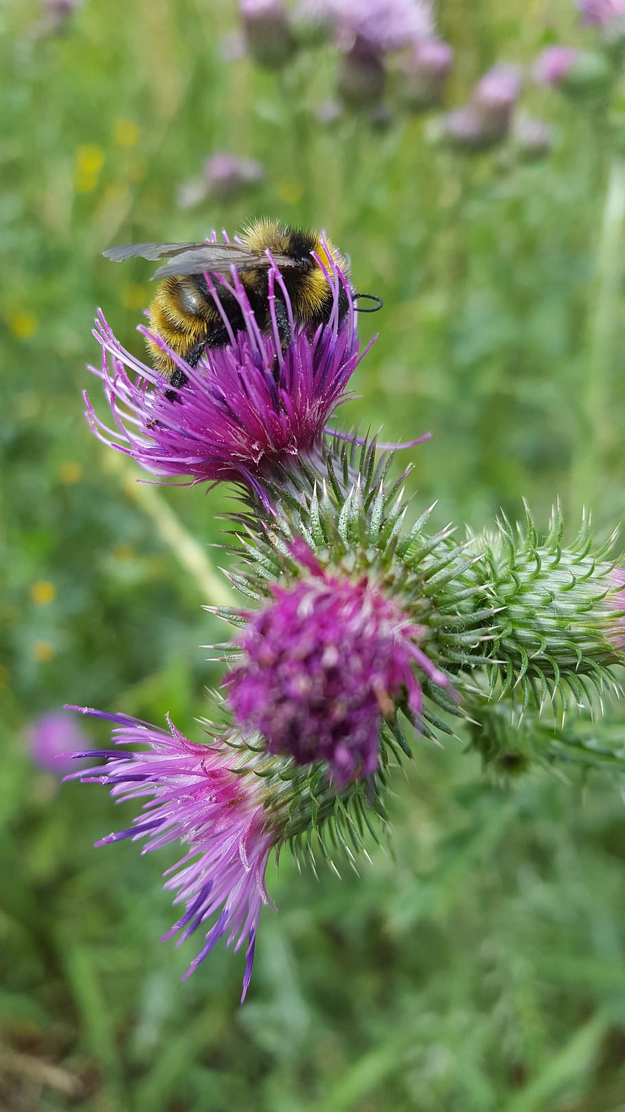bee, bees, thistle, bumblebee, pollination, bug, flower, flowering plant HD wallpaper