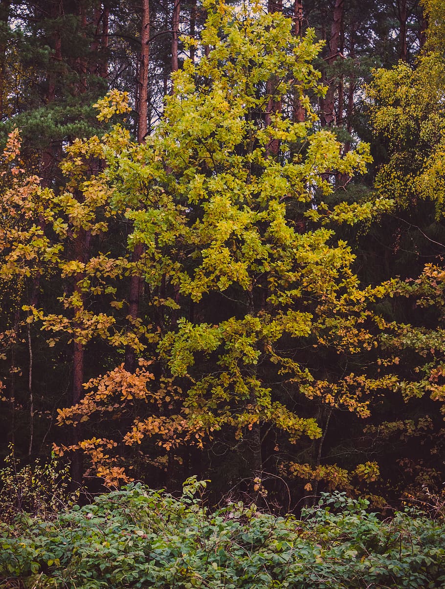 Green Leafed Tree, autumn colours, environment, foliage, forest HD wallpaper