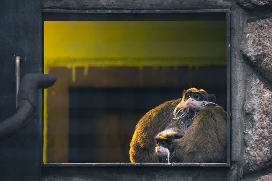 Brown Monkey Illustration, animal, animal photography, ape, cage, HD wallpaper