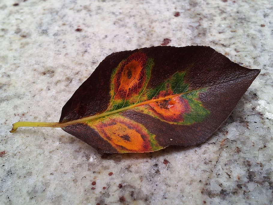 fall, leaf, close-up, plant part, no people, nature, change HD wallpaper