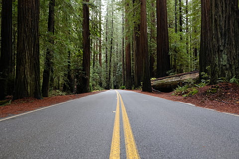 roadway between tall trees, forest, outdoors, nature, avenue of the giants HD wallpaper