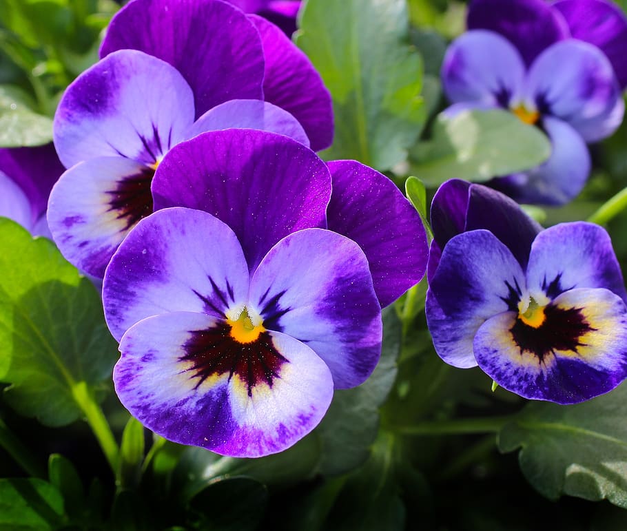 Purple 3 Petaled Flower, bloom, blossom, close-up, flora, flowers HD wallpaper