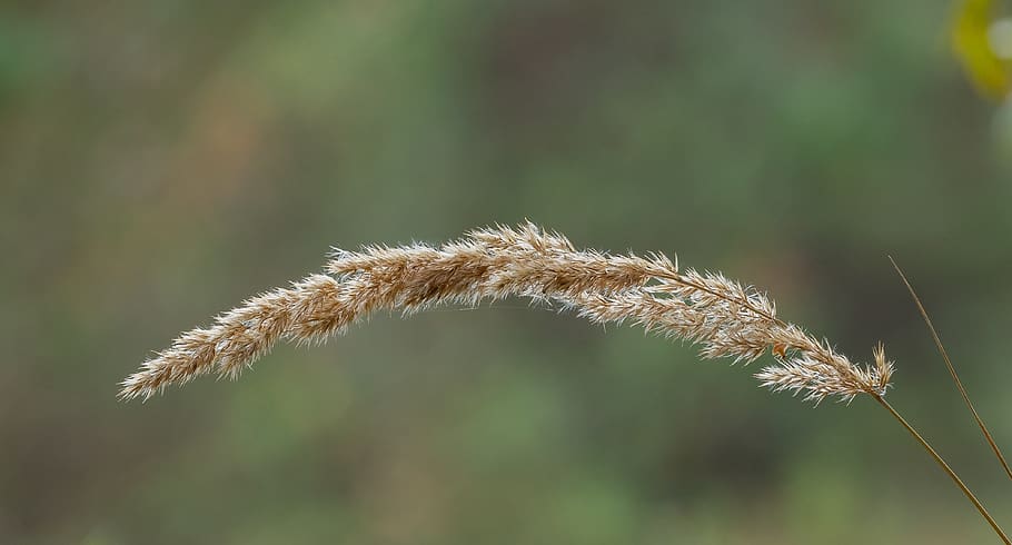 reed, grass, sedge, seeds, seeds was, rest, nature, nature conservation HD wallpaper