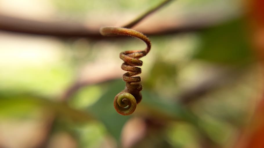 nature, garden, flora, leaf, closeup, outdoors, desktop, tree HD wallpaper