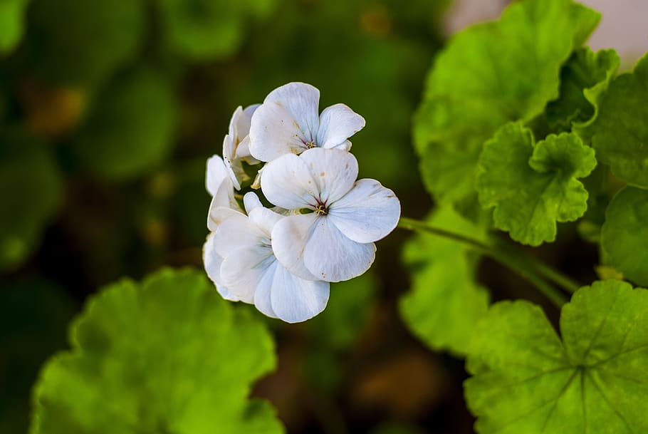 jeranio, flowers, leaf, nature, plant, beauty in nature, flowering plant HD wallpaper