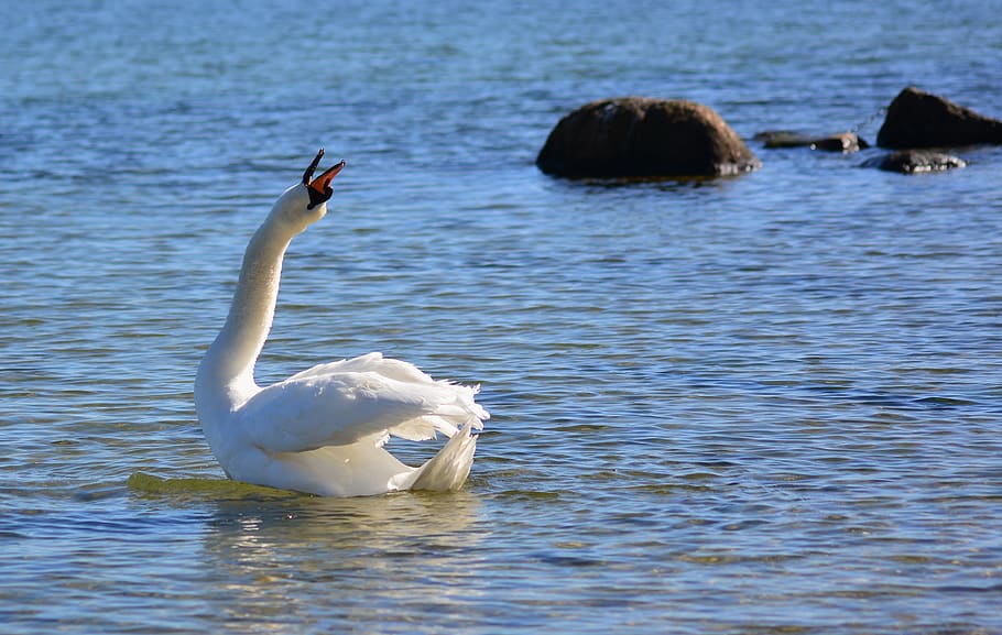 swan, baltic sea, beach, call, animal themes, bird, water, animals in the wild HD wallpaper