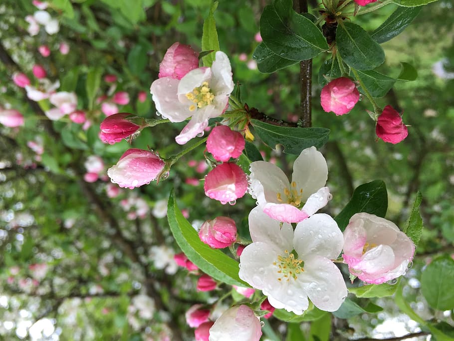 flower, apple, rain, spring, pink, tree flower, flowering plant HD wallpaper
