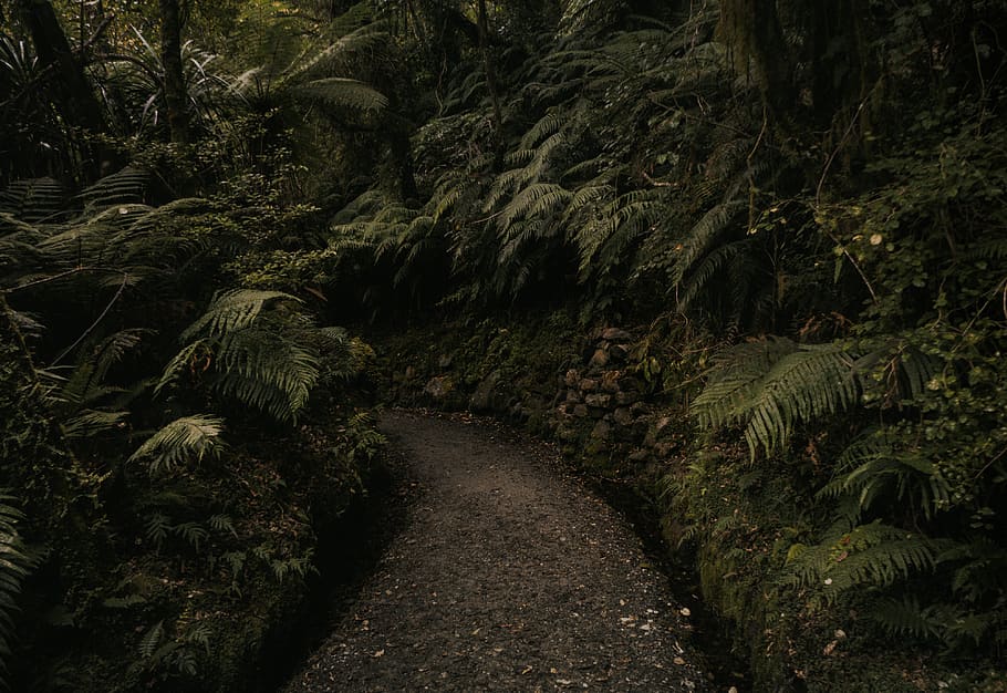 Landscape Photography Of Green Ferns, environment, forest, path HD wallpaper