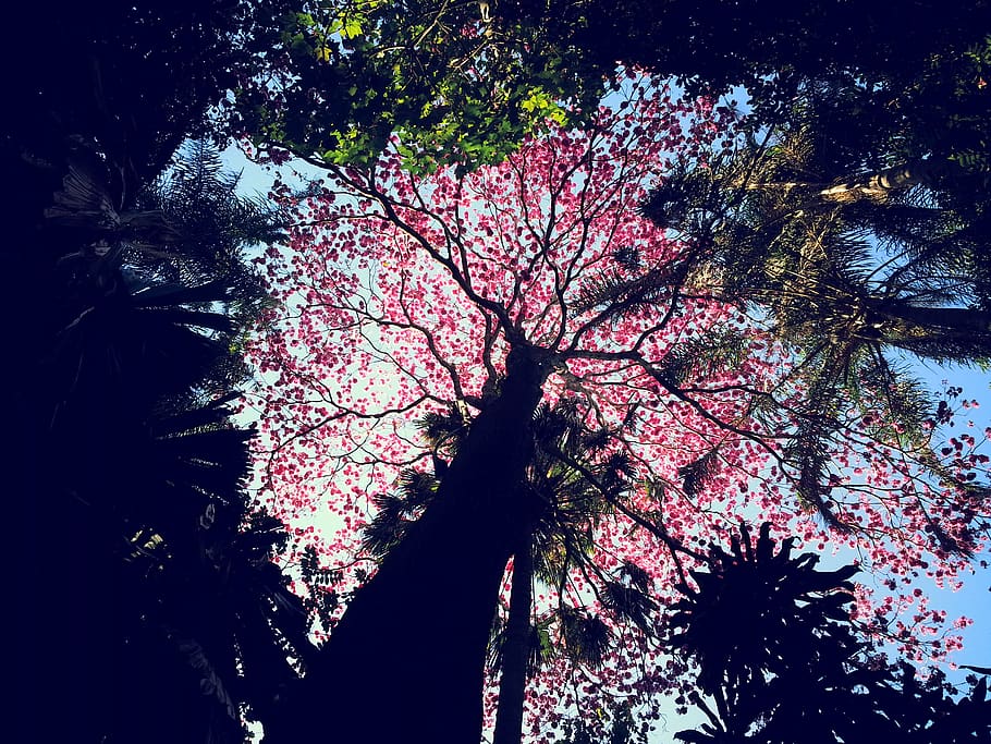 australia, brisbane city, trees, forest, sky, up, plant, growth, HD wallpaper