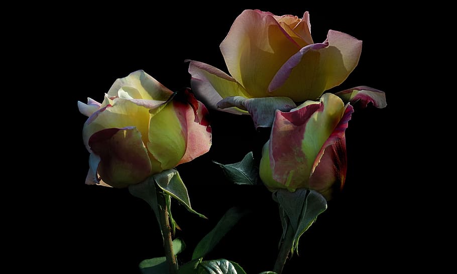 roses, yellow, red, blossom, bloom, flower, romantic, plant HD wallpaper
