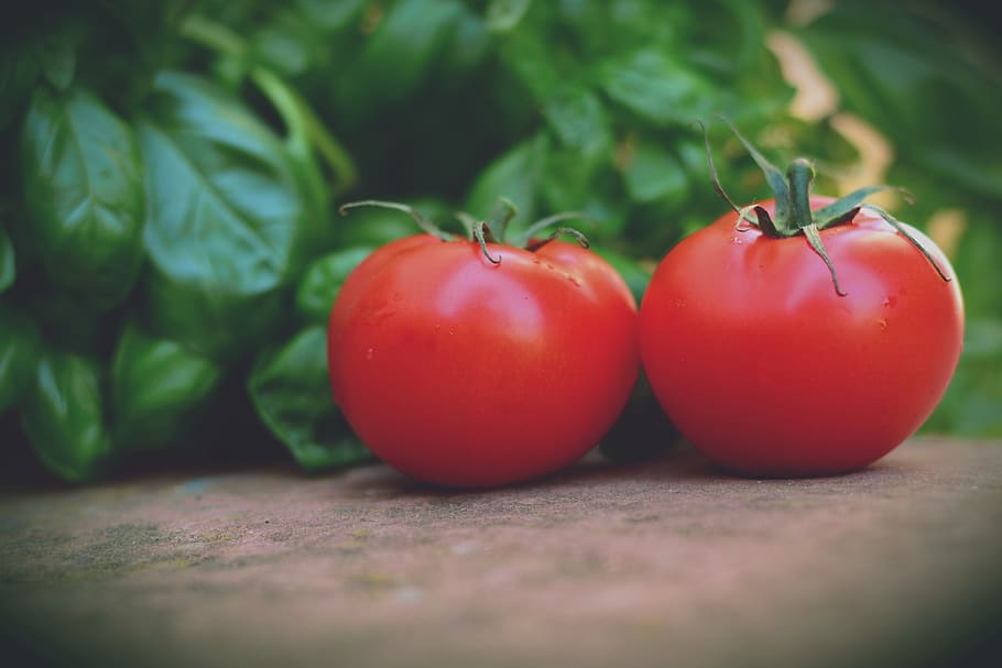tomatoes, trusses, bush tomatoes, basil, vegetarian, food, vegetables HD wallpaper