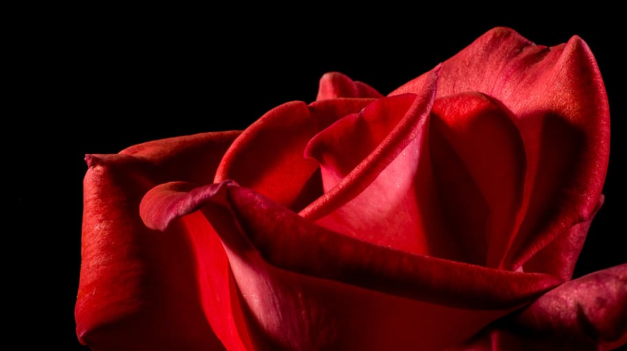 Red Rose, bloom, blossom, close-up, flora, flower, flower wallpaper HD wallpaper