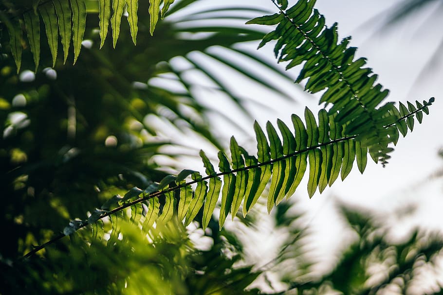 Green Fern Plant, blurred background, bright, close-up, colors HD wallpaper
