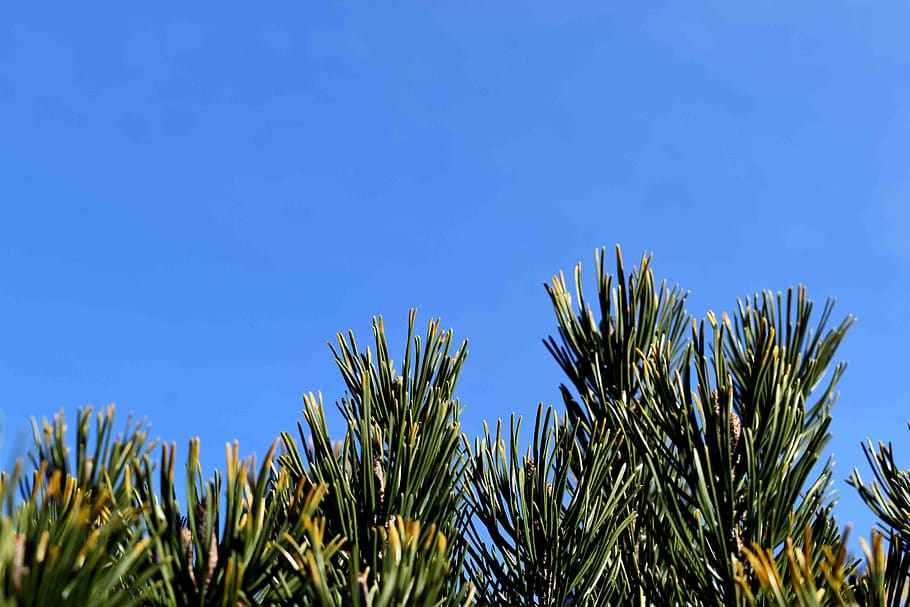 green plant, tree, pine, conifer, abies, fir, larch, blossom HD wallpaper