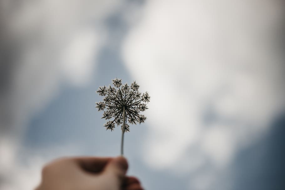 flower, queen, white, sky, clouds, hand, human body part, human hand HD wallpaper