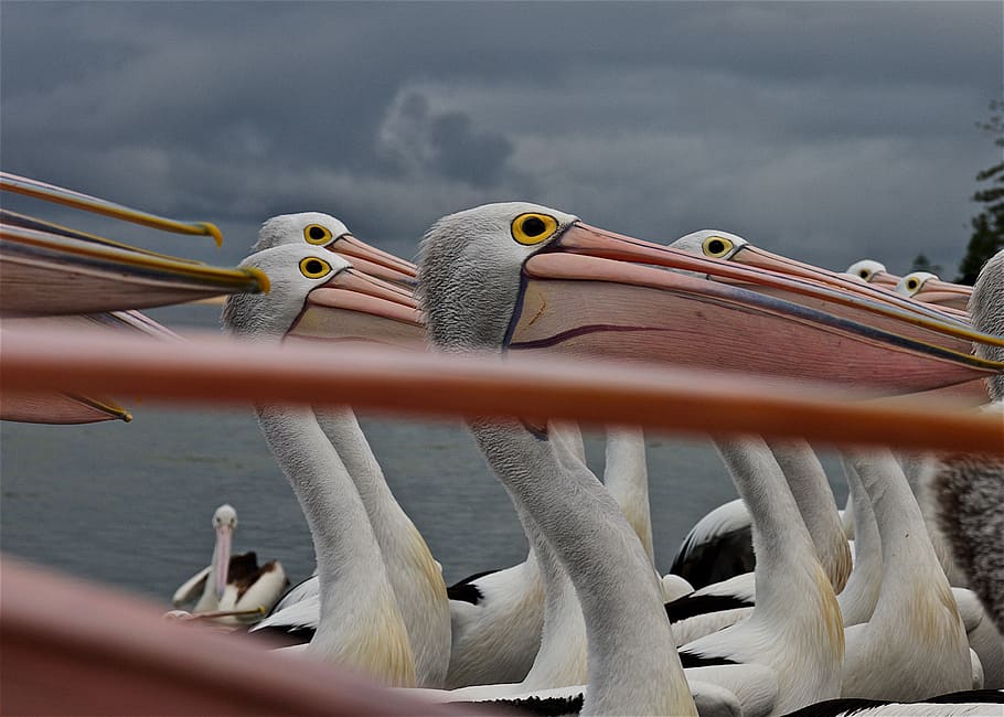 pelican, eyes, beak, nature, wildlife, bill, large, head, big