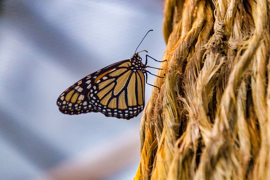 butterfly, close up, insect, invertebrate, animal wildlife HD wallpaper