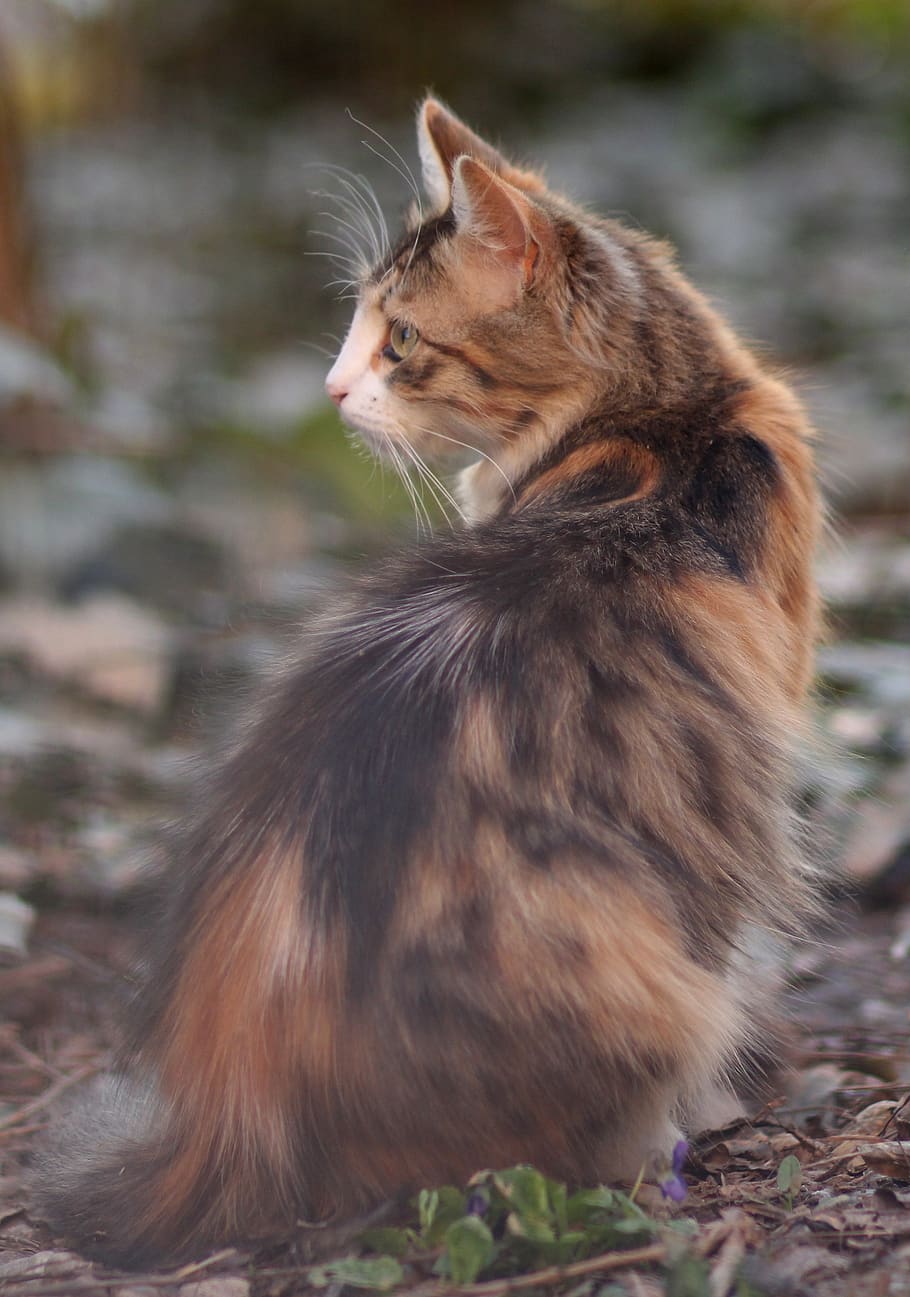 cat, coloring, pet, about, mammal, one animal, domestic, domestic cat HD wallpaper
