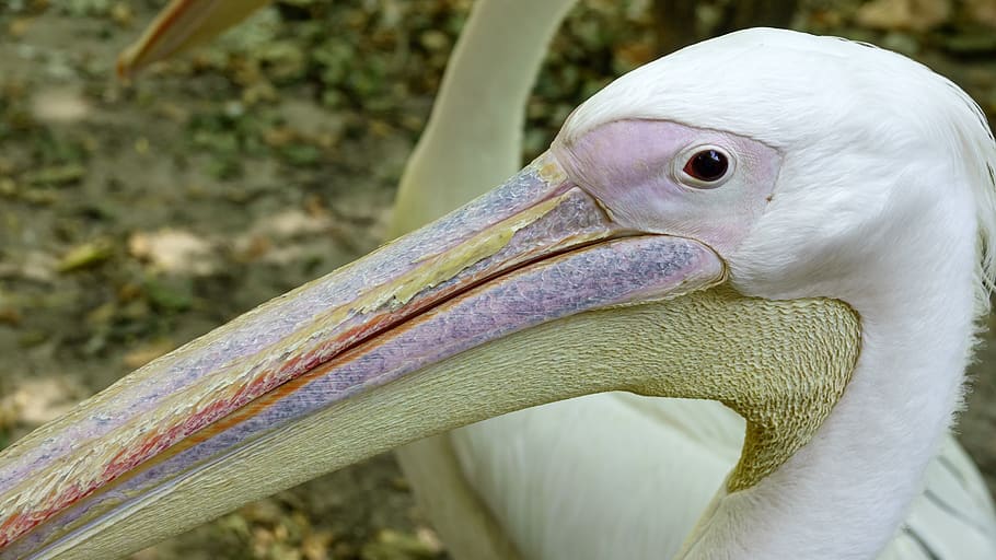 pelican, basking, sun, bird, feathered, head, waterfowl, eye HD wallpaper
