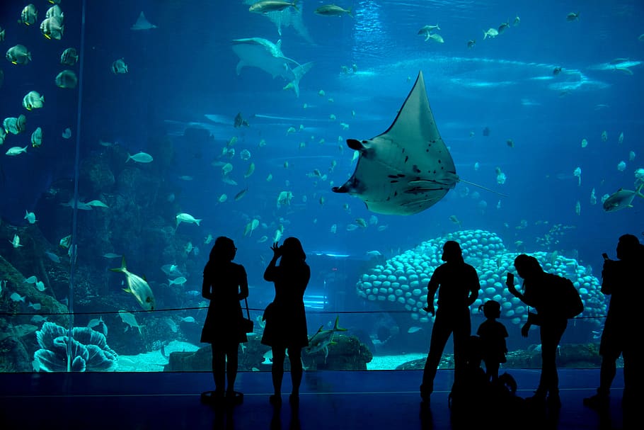 china, zhuhai, biggest, largest, aquarium, blue, stingray, marine life, HD wallpaper