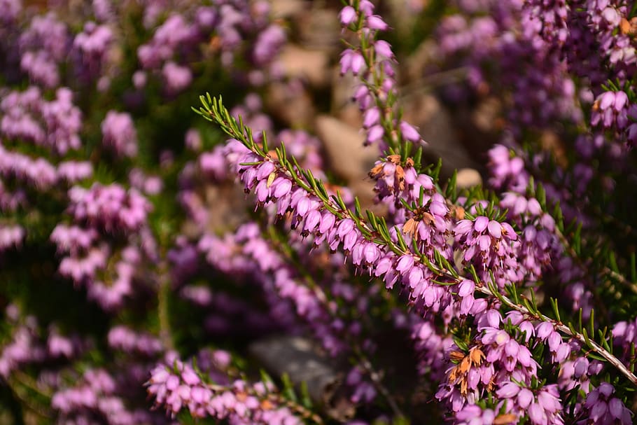 plants, flowers, nature, flowering plant, freshness, beauty in nature HD wallpaper