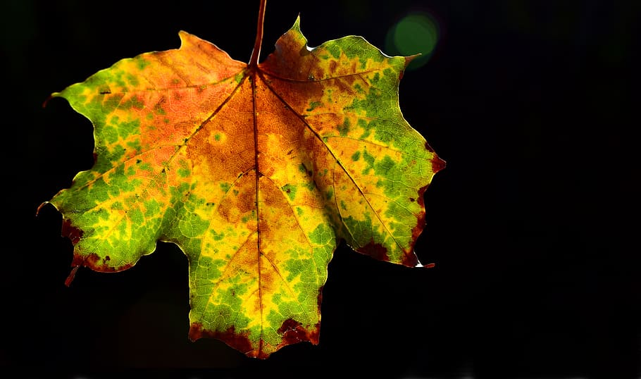 autumn, leaf, maple, maple leaf, backlighting, color, colorful HD wallpaper