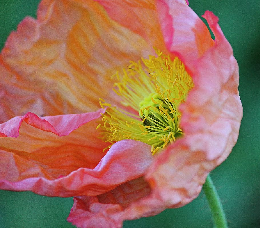 icelandic poppy, flower, blossom, pink, blush, yellow, spring, HD wallpaper