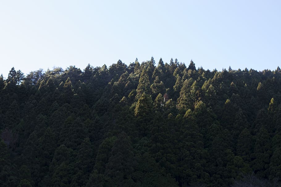 japan, okutama, trees, forest, nature, plant, sky, beauty in nature HD wallpaper