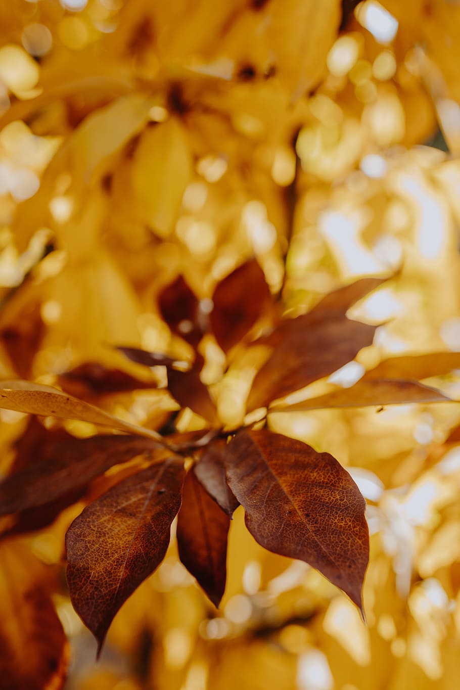 Yellow leaves of magnolia in autumn, orange, fall, nature, leaf, HD wallpaper