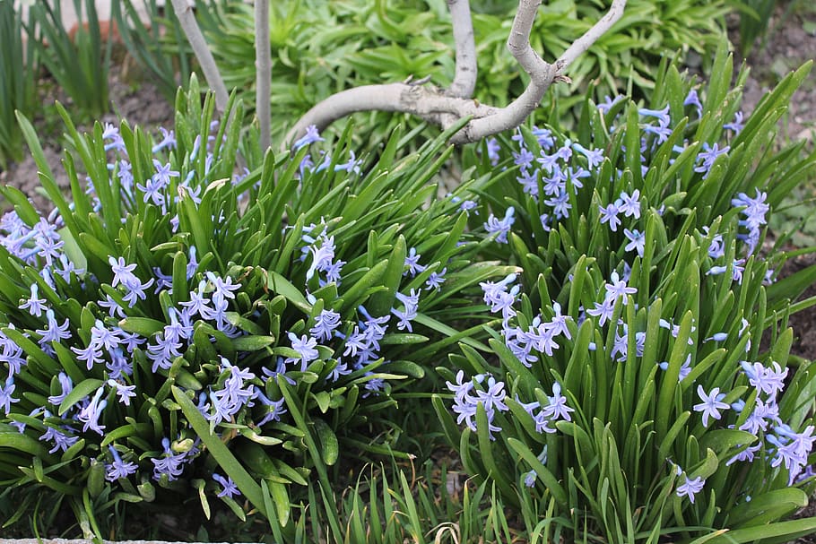 flowers, spring, blue, blooming, flowering plant, growth, green color HD wallpaper