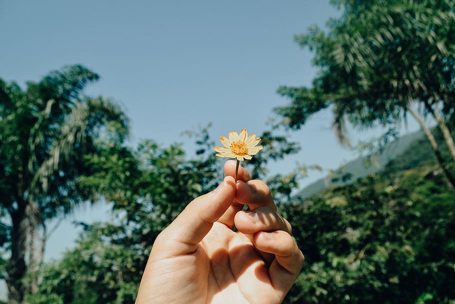 Person Holding White Aster Beside Trees Under White Clouds Blue Skies Daytime HD wallpaper