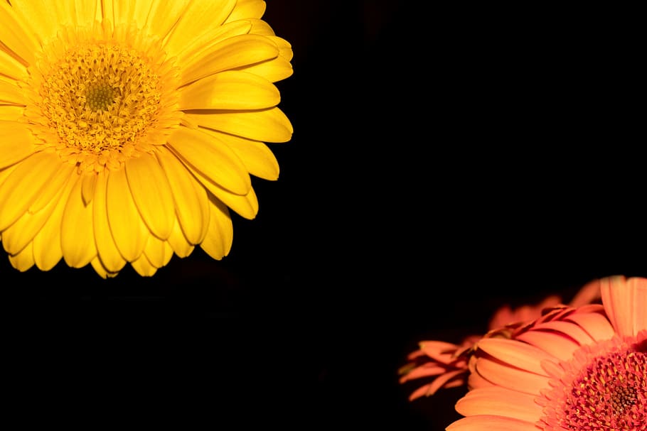 gerbera, flower, blossom, bloom, shining, yellow, orange, salmon HD wallpaper