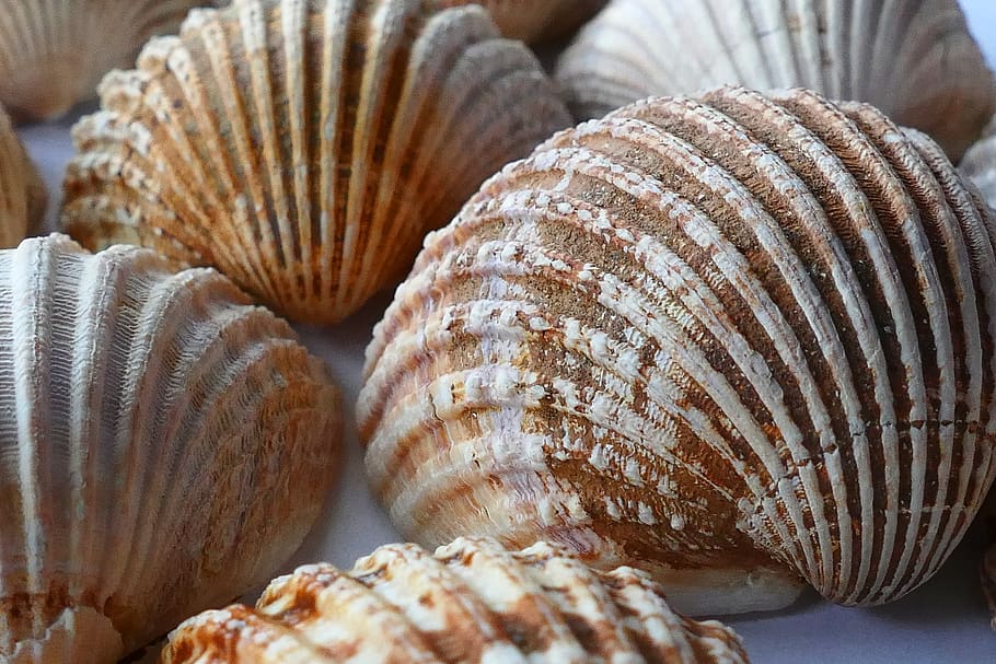 White and Brown Shell, blur, close-up, focus, nature, seashells HD wallpaper