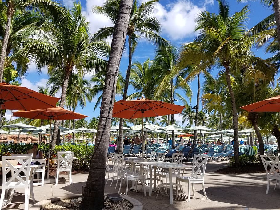 the bahamas, new providence, tree, chair, palm tree, parasol, HD wallpaper