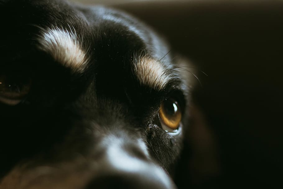 dog's eye, animal, pet, canine, mammal, puppy, cat, bulldog, hound HD wallpaper