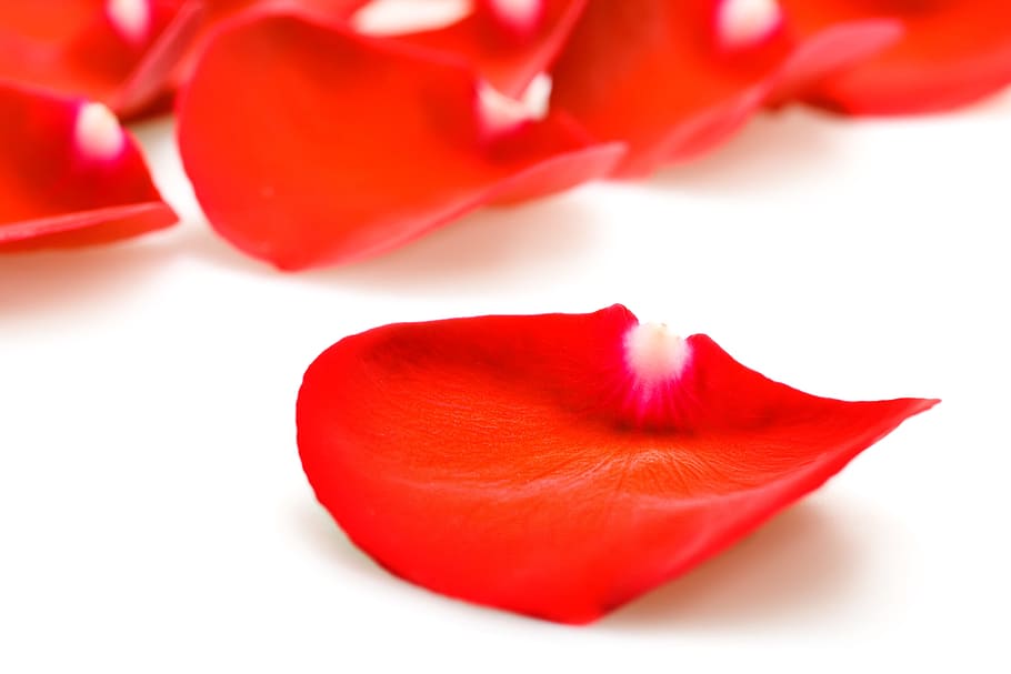 con2011, flower, fresh, gift, isolated, pedal, petal, photo HD wallpaper