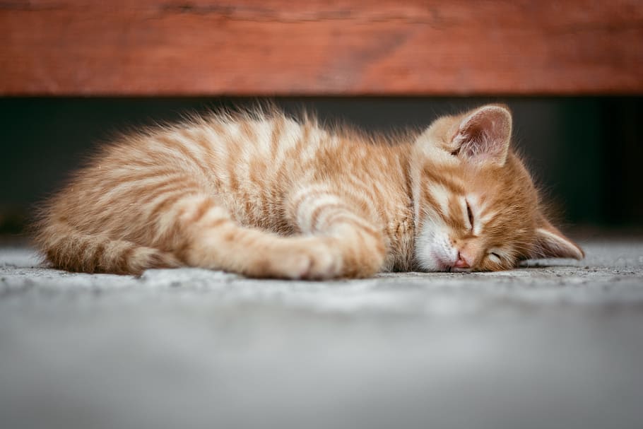 Orange Tabby Cat Lying on Floor, adorable, animal, baby, cute